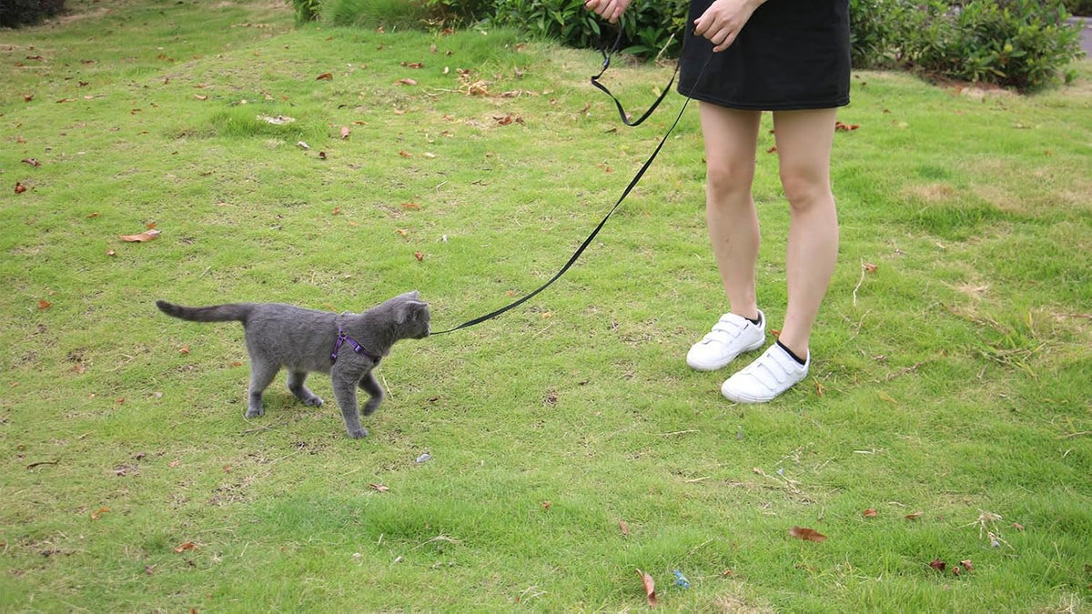 AMAGOOD 6 FT Cat Leash, Strong and Durable Traditional Style Leash with Easy to Use Collar Hook,Cat Lead Great for Cats (3/8 in x 6 ft,Black and Pruple(2-Pack))
